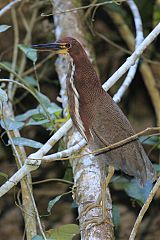 Rufescent Tiger-Heron